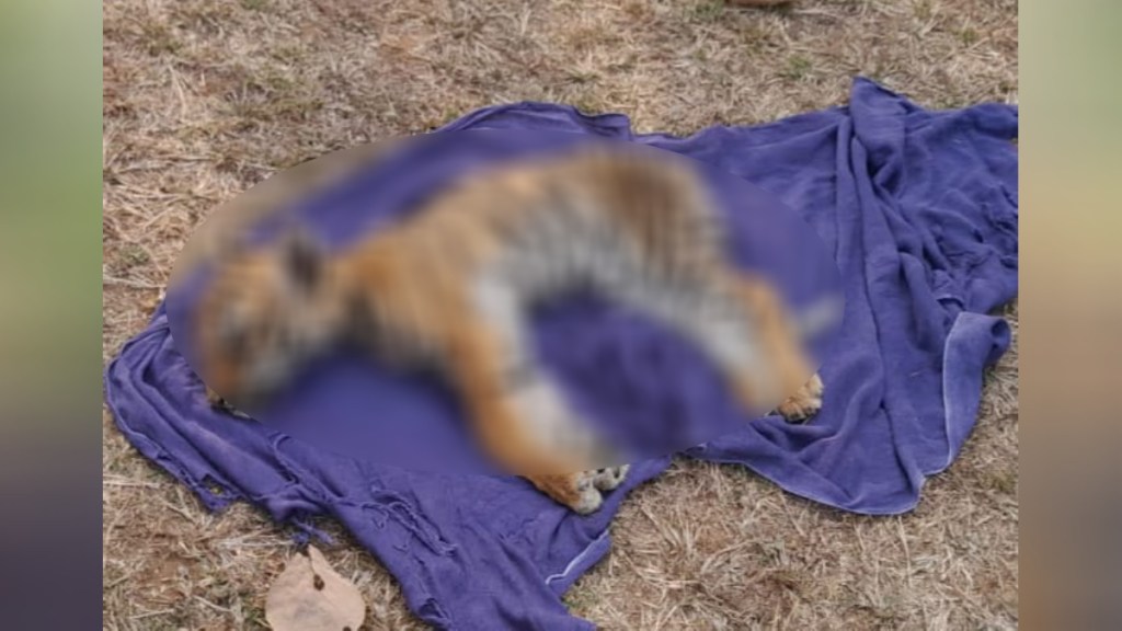 वणी तालुक्यात वाघाचा बछडा मृतावस्थेत आढळला ( संग्रहित छायाचित्र)/ लोकसत्ता वणी तालुक्यात वाघाचा बछडा मृतावस्थेत आढळला ( संग्रहित छायाचित्र)/ लोकसत्ता