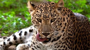 The number of leopards in India has now reached 13 thousand 874