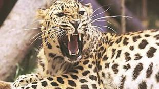 leopard safari in junnar instead of baramati
