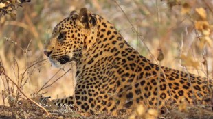 Leopard in Lonar Sarovar area of Buldhana district