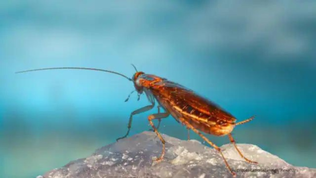 Kerala doctors remove 4 cm-long cockroach from man’s lungs
