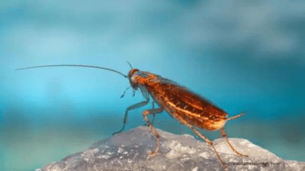 Kerala doctors remove 4 cm-long cockroach from man’s lungs
