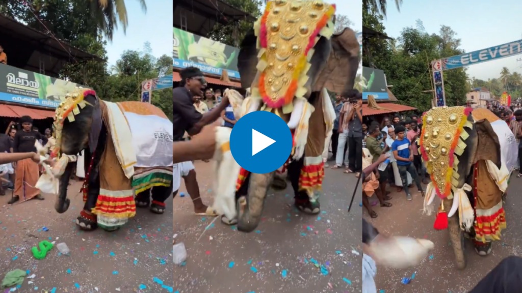 Elephant Dance video Elephant Dance video