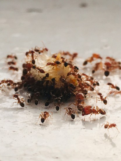 how to get rid of ants in the house quickly home remedies to get rid from ants Get Rid of Ants Fast Cheap and Easy tricks