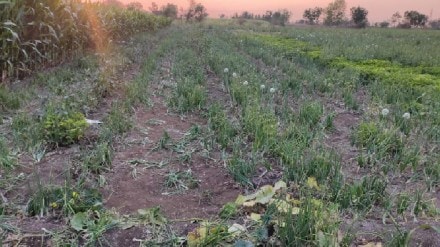 pune rural police, Saswad, Planting Opium, Onion Field, arrest, Kodit Village, crime news,