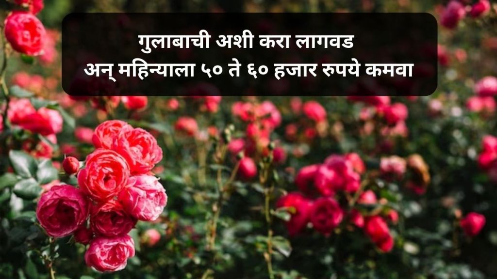 how to cultivate rose how to cultivate rose