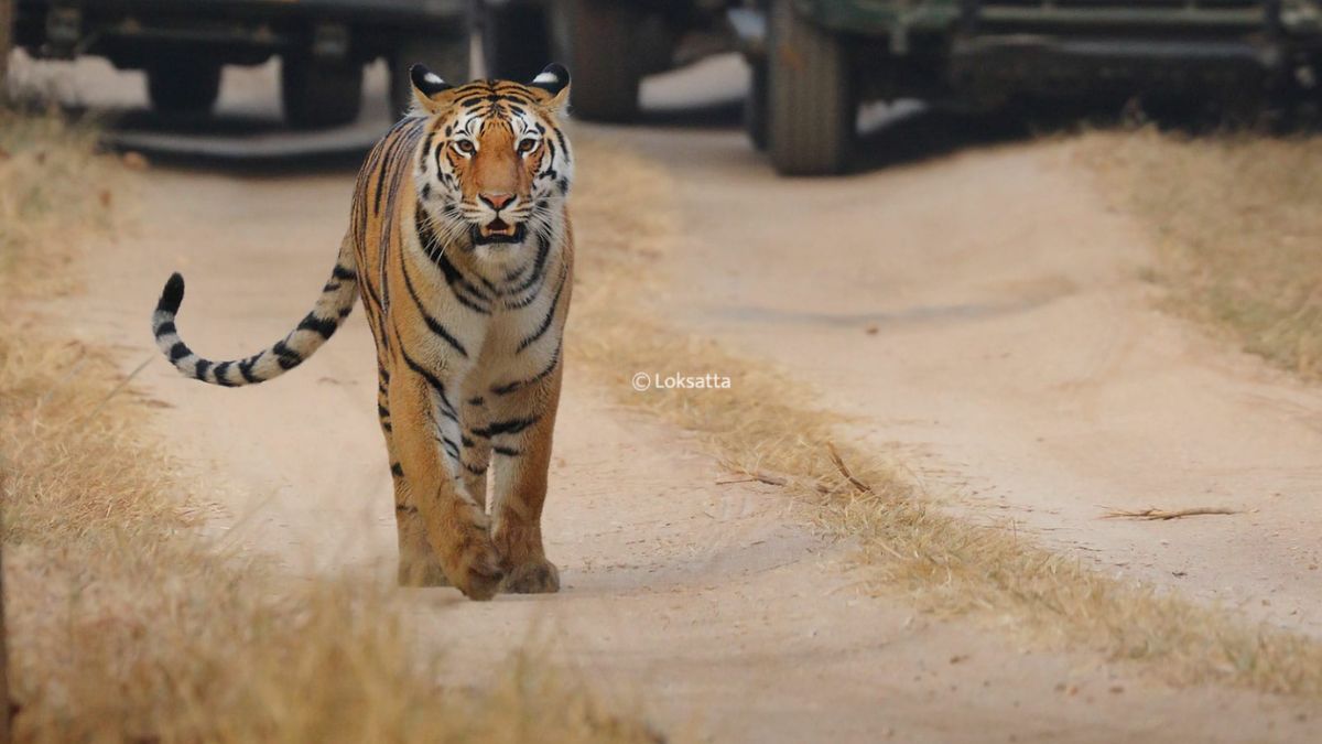 Pench Tiger Reserve Nagpur Bharti 2024 : पेंच व्याघ्र प्रकल्पात दहावी ...