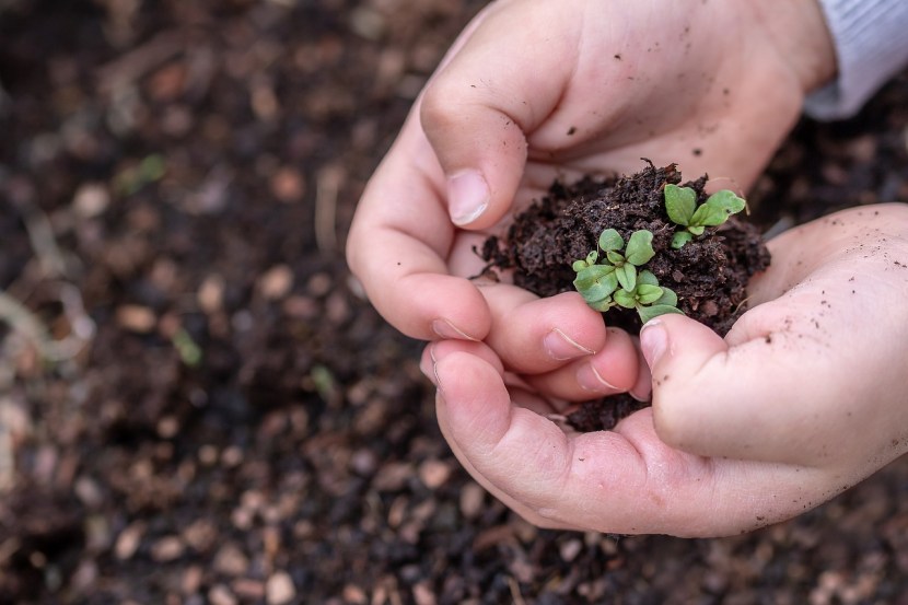 diy garden idea how to keep tulsi plant always green tulsi plant care good tips tulsi plant care tips know here