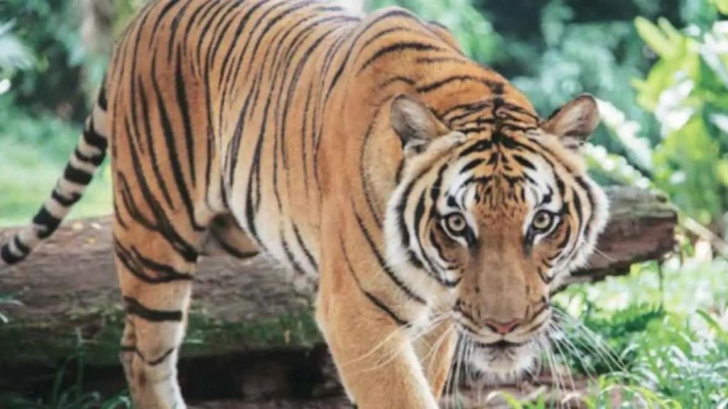 man went forest to bring firewood and got killed by tiger in chandrapur man went forest to bring firewood and got killed by tiger in chandrapur