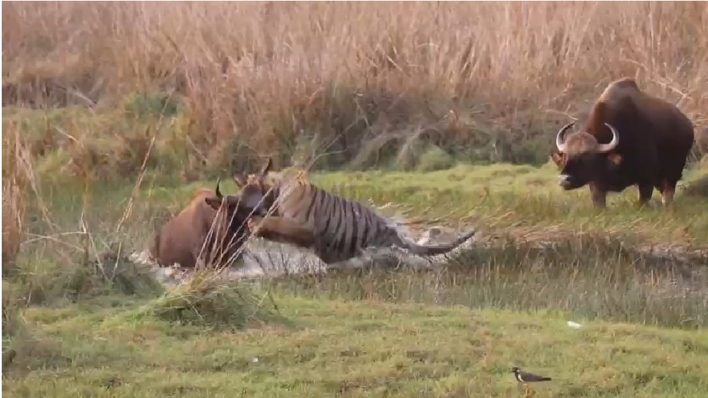viral video, social media, tiger, ranagava, fighting, tadoba tiger reserve forest, chandrapur, nagpur,