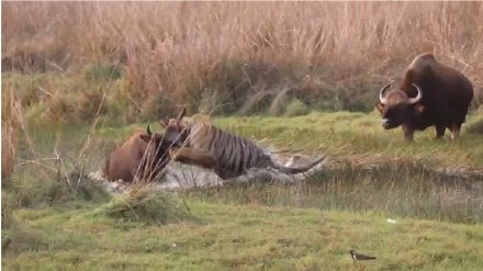 viral video, social media, tiger, ranagava, fighting, tadoba tiger reserve forest, chandrapur, nagpur,