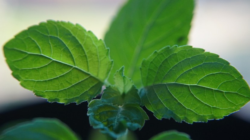 diy garden idea how to keep tulsi plant always green tulsi plant care good tips tulsi plant care tips know here