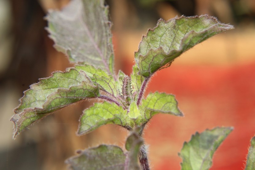 diy garden idea how to keep tulsi plant always green tulsi plant care good tips tulsi plant care tips know here