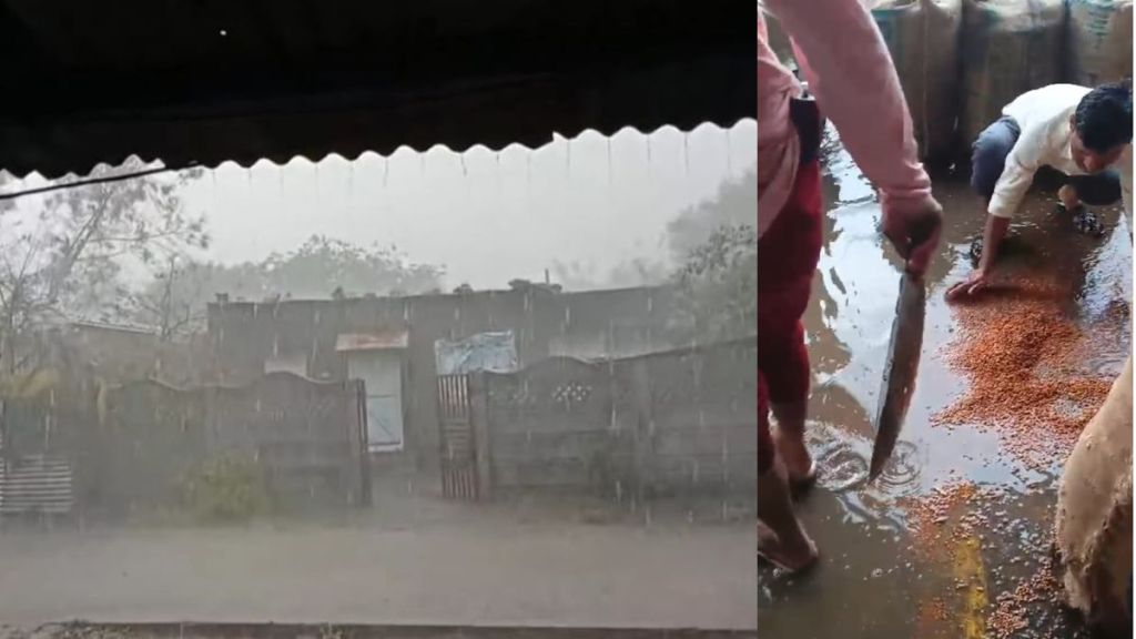 Crop damage due to unseasonal rains in Washim Crop damage due to unseasonal rains in Washim