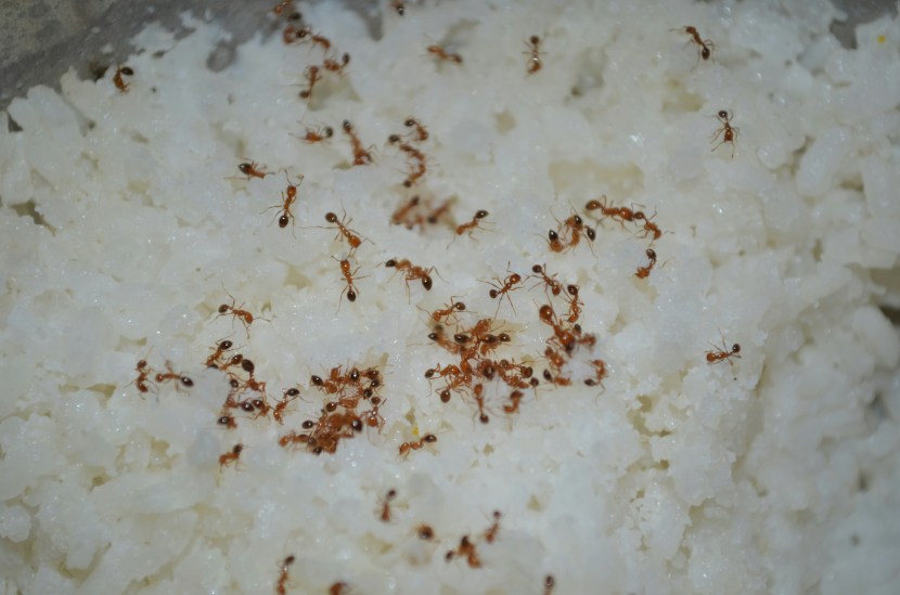 how to get rid of ants in the house quickly home remedies to get rid from ants Get Rid of Ants Fast Cheap and Easy tricks