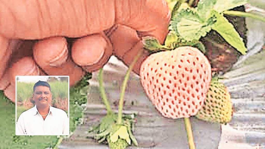 with white strawberries in wai with white strawberries in wai