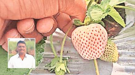 with white strawberries in wai with white strawberries in wai