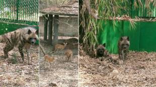 horned antelope hyenas and leopard in rajiv gandhi zoological park in katraj