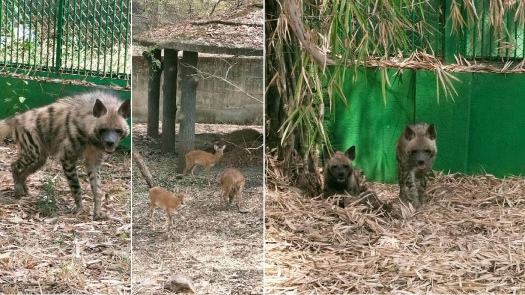 horned antelope hyenas and leopard in rajiv gandhi zoological park in katraj horned antelope hyenas and leopard in rajiv gandhi zoological park in katraj