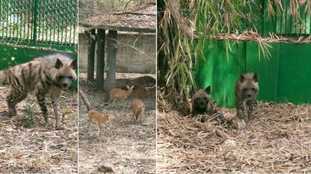 horned antelope hyenas and leopard in rajiv gandhi zoological park in katraj