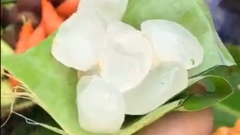 What is ice apple palm fruit tadgola rare indian fruit superfood benfits