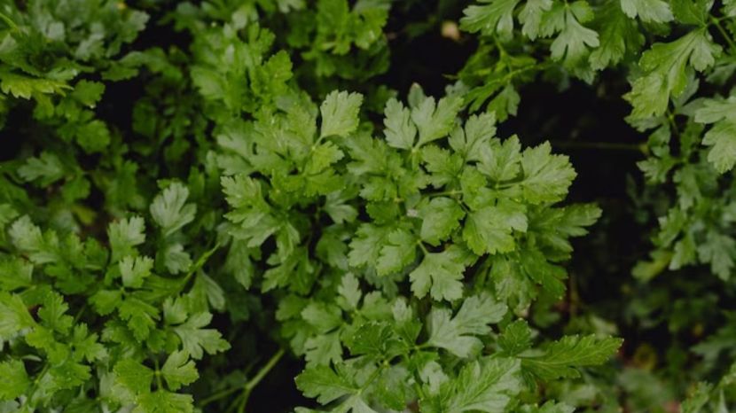 How to grow coriander at home garden tips 