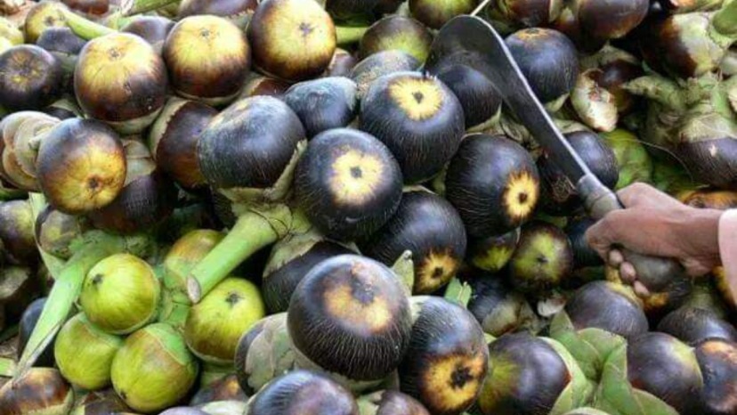 What is ice apple palm fruit tadgola rare indian fruit superfood benfits
