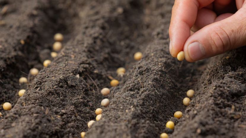 How to grow coriander at home garden tips 
