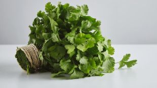 How to grow coriander at home garden tips