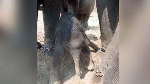 female elephant Rani gave birth to calf in the Kamalapur Elephant Camp