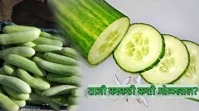 6 Tips to Find Fresh Cucumber In One View signs of Kakdi Gharguti Jugadu Way To Reduce Bitterness From Cucumber Save money