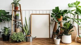 how to take Care of indoor plants