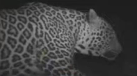 Leopard in Vasai Fort area fear among citizens Leopard in Vasai Fort area fear among citizens