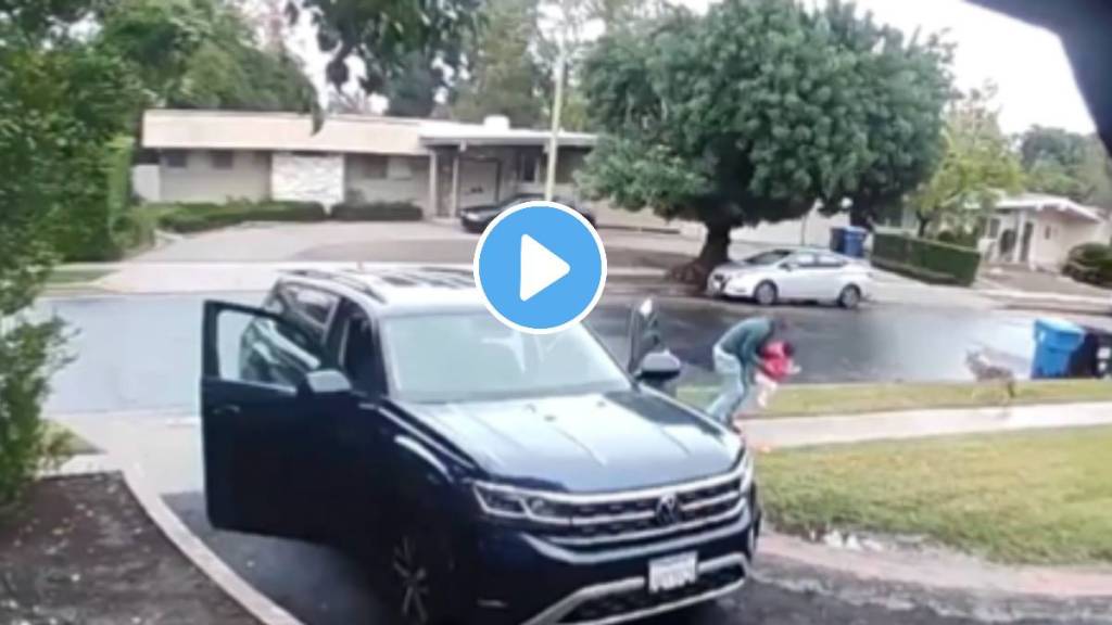 viral video the wolf was hunting a 2 year old girl the father will be shocked to see what he did next