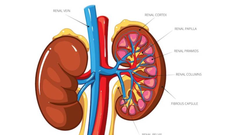 Kidney Health Human Can Survive With One Kidneys 