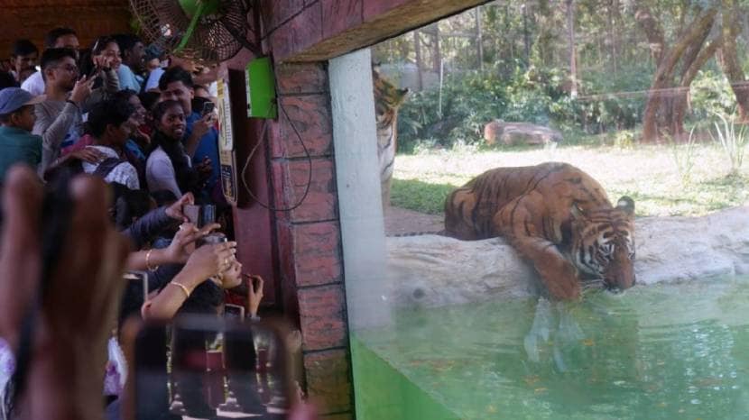 World Wildlife Day 2024 Celebrated on Sunday at Byculla zoo Mumbai See the Pictures of Tiger And Elephant