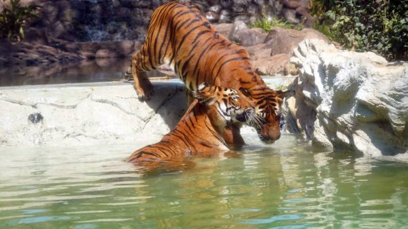  World Wildlife Day 2024 Celebrated on Sunday at Byculla zoo Mumbai See the Pictures of Tiger And Elephant 