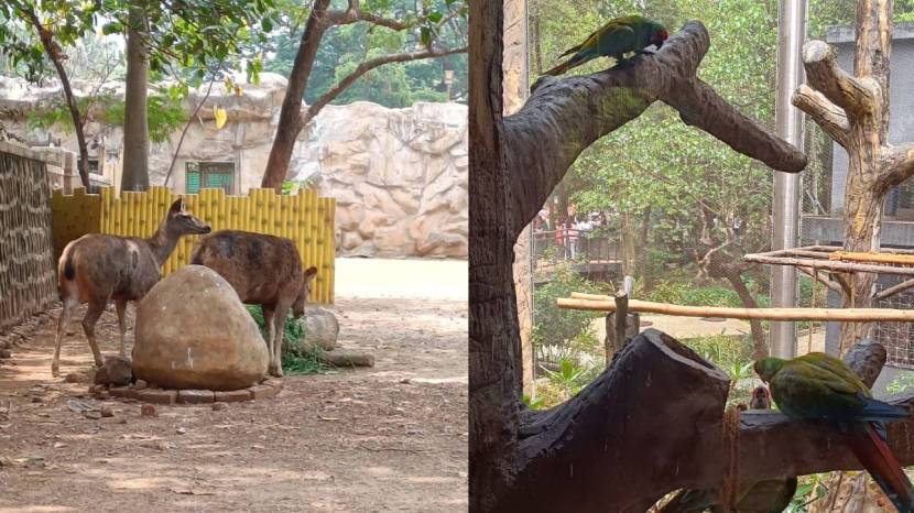  World Wildlife Day 2024 Celebrated on Sunday at Byculla zoo Mumbai See the Pictures of Tiger And Elephant 