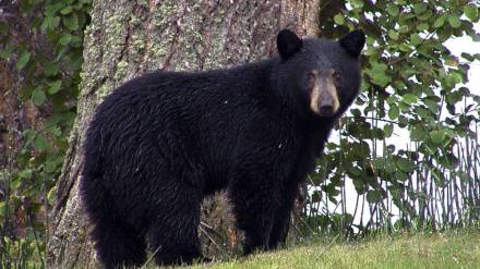 Forest labor killed in bear attack