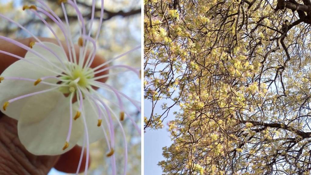 Akola tree Akola tree