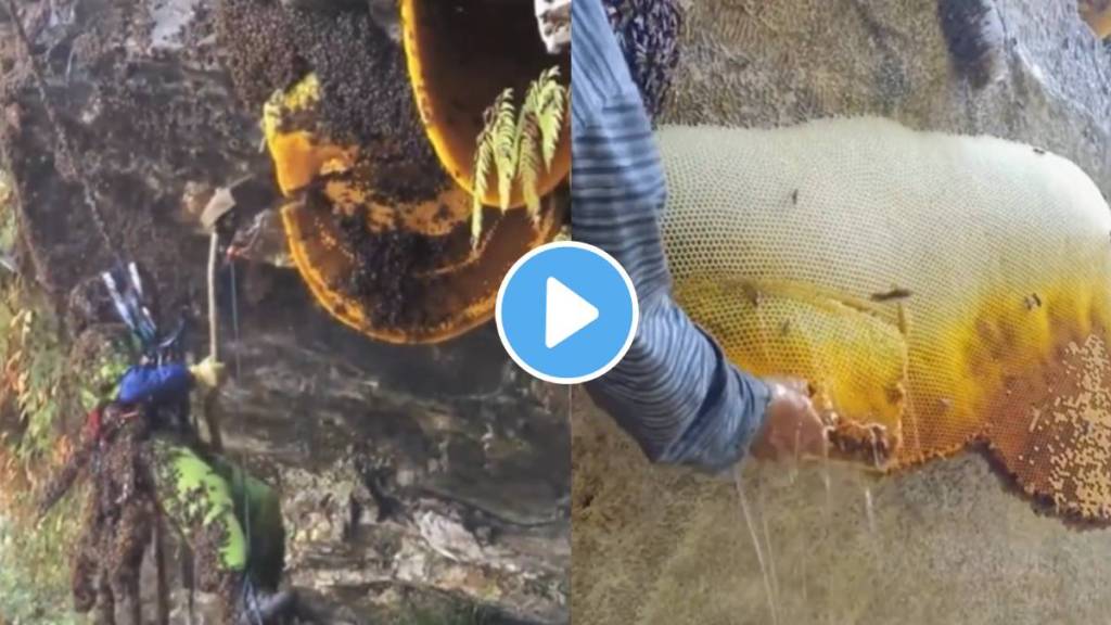 Viral Video beekeepers Extracting Honey directly From Hives with swarms of hundreds of bees watch ones Viral Video beekeepers Extracting Honey directly From Hives with swarms of hundreds of bees watch ones