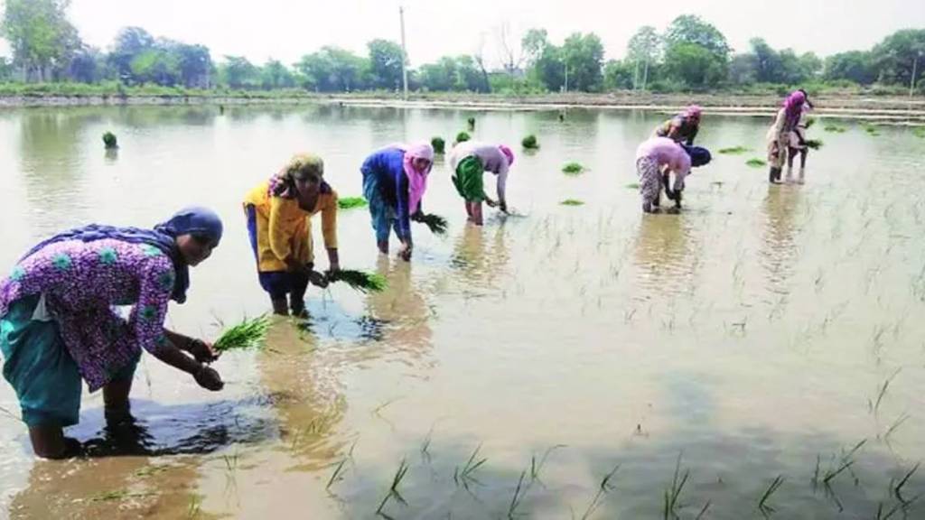 contract farming contract farming