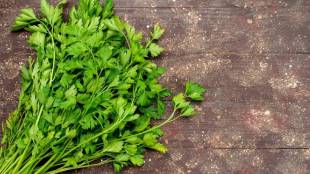 Chew Green Coriander Leaves On Empty Stomach Daily Morning