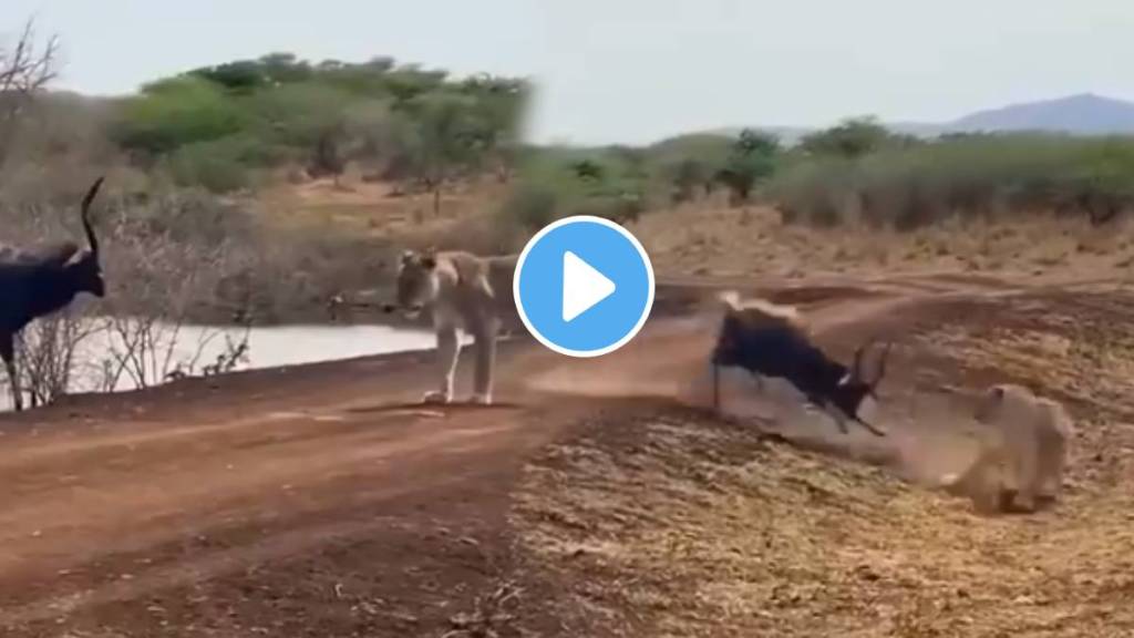 Animal fight video deer trap between crocodile vs lion Video Animal fight video deer trap between crocodile vs lion Video