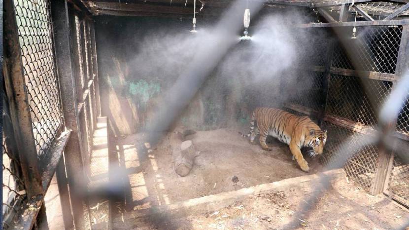 Rajiv Gandhi Zoological Park Installed air cooler and fogging machines For Animals To relief from heat