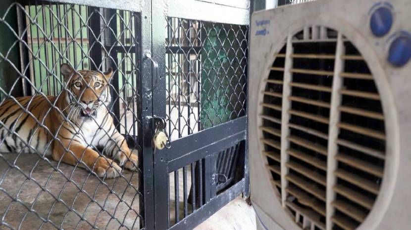 Rajiv Gandhi Zoological Park Installed air cooler and fogging machines For Animals To relief from heat