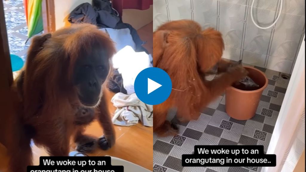 Orangutang visits the house viral video Orangutang visits the house viral video