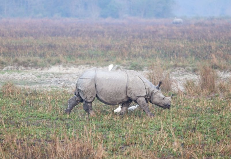 pm narendra modi enjoy jungle safari takes elephant ride at assams kaziranga national park