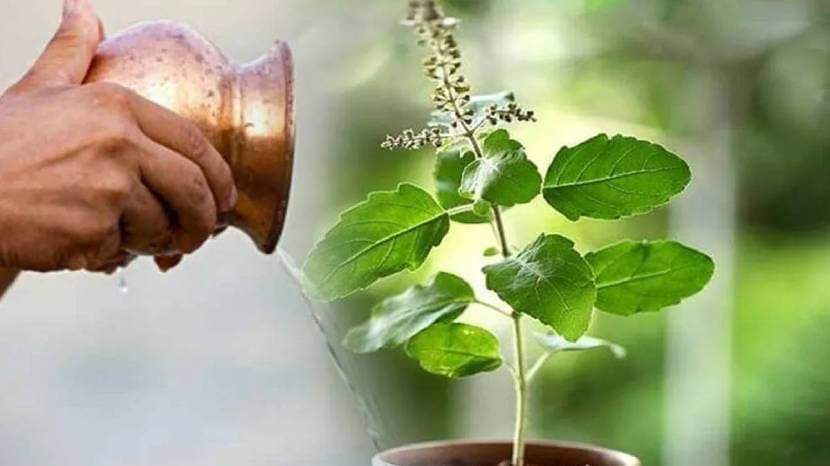 Marathi Gardening Tips For Tulsi Plant Add These Thing in Soil in Just Two Rupees New Plants Will Grow Tulasi Basil Leave Hacks