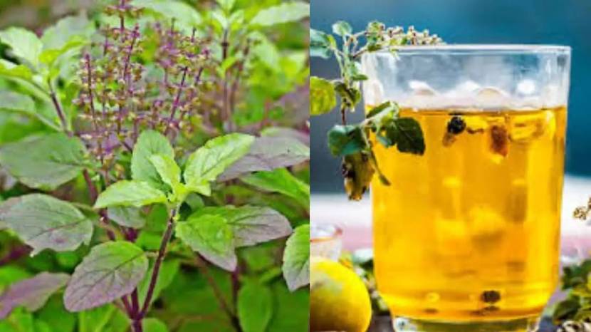 Marathi Gardening Tips For Tulsi Plant Add These Thing in Soil in Just Two Rupees New Plants Will Grow Tulasi Basil Leave Hacks